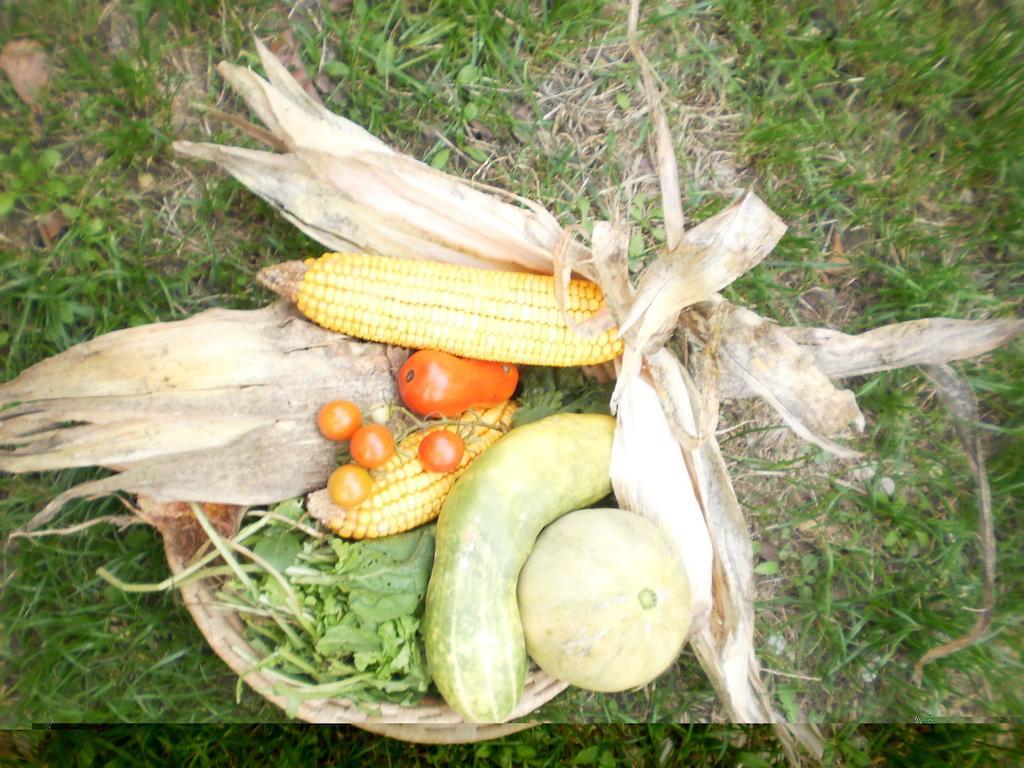 Green Fields Padwa Zewnętrze zdjęcie