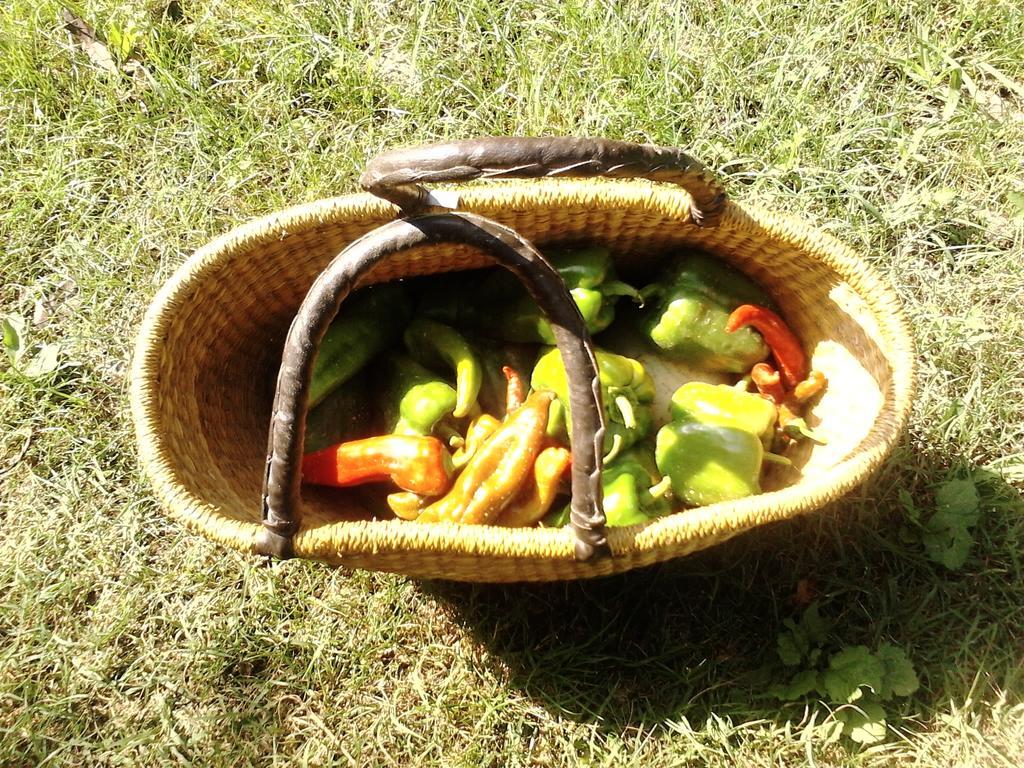 Green Fields Padwa Zewnętrze zdjęcie