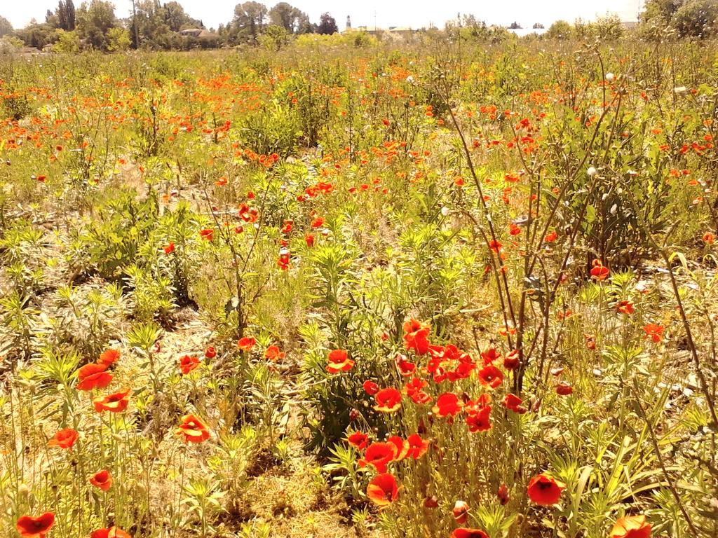 Green Fields Padwa Zewnętrze zdjęcie