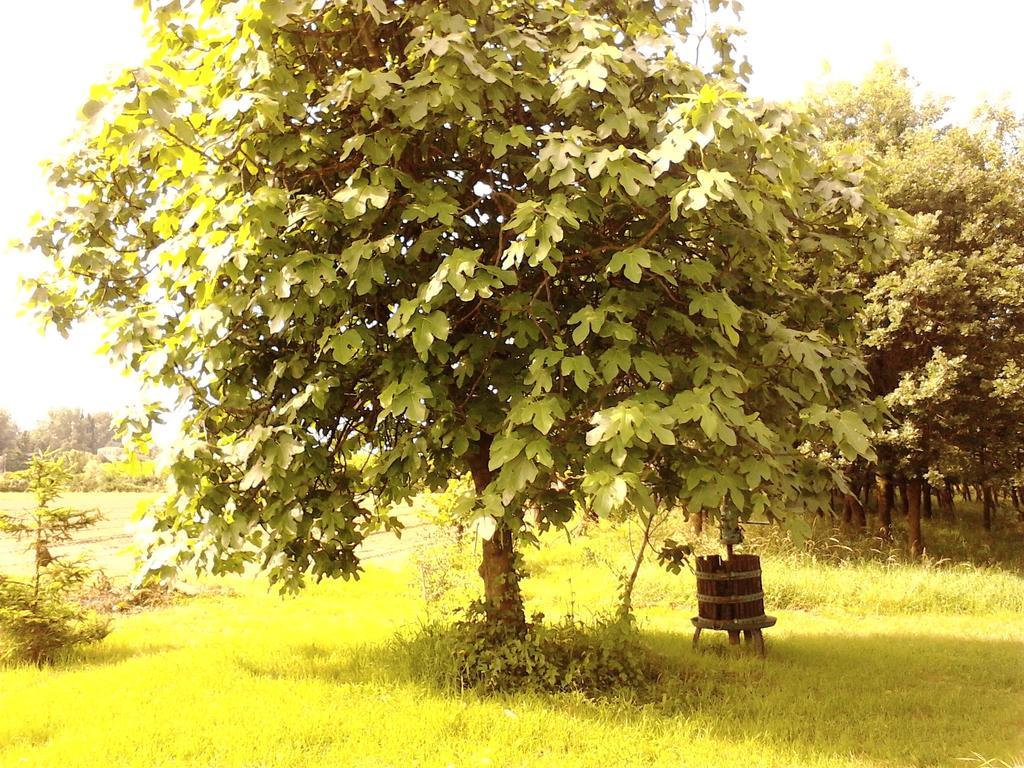 Green Fields Padwa Zewnętrze zdjęcie