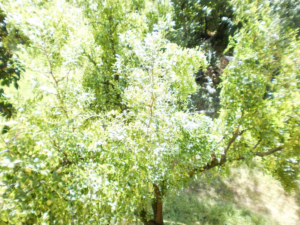 Green Fields Padwa Zewnętrze zdjęcie